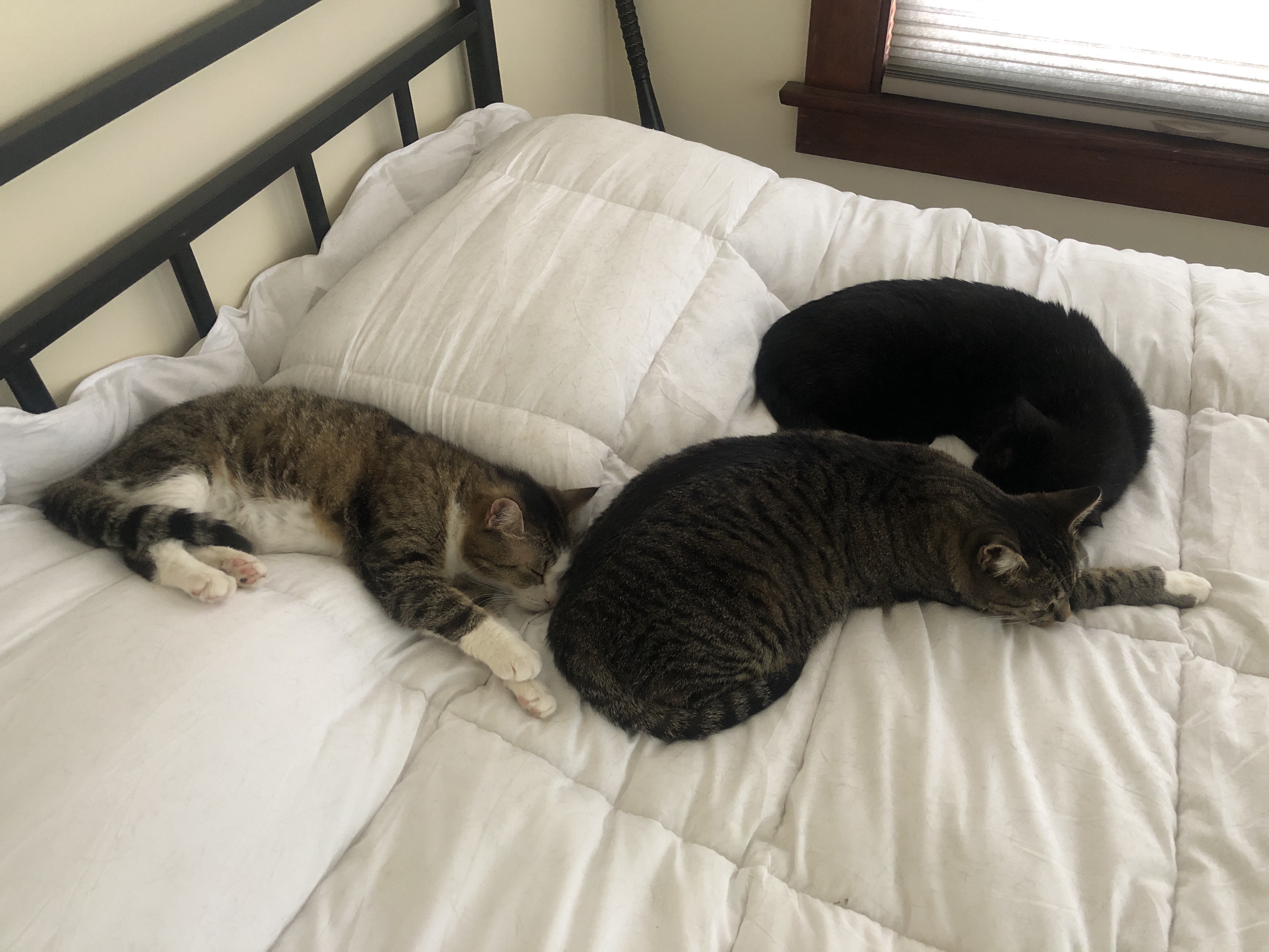 Photo of Juno's three cats sleeping and snuggling on Juno's bed together. One is a tan tuxedo tabby, the second is a gray striped tabby, and the third is a pure black cat.